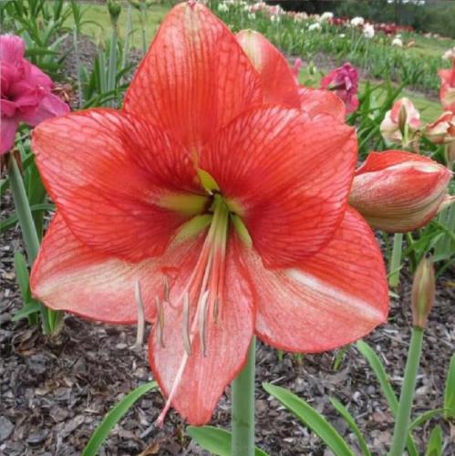 Gloria Maree - apricot - orange 2 tone - stripy - single - Maguire  hippeastrum