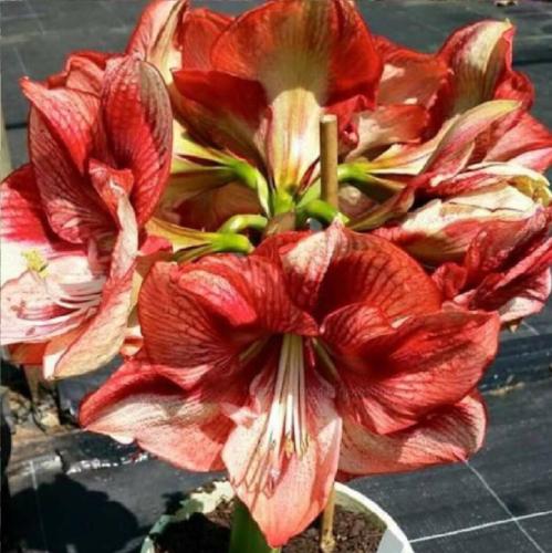 Gloria May - rusty red and cream 2 tone - single - Maguire  hippeastrum