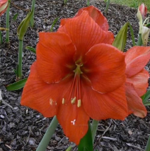 Goliath - big orange solid - Maguire - single -   hippeastrum