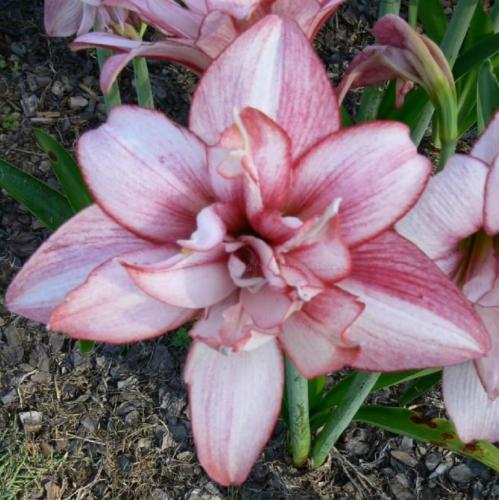 Grace Elizabeth - Double - pink - dark picotee - Maguire  hippeastrum