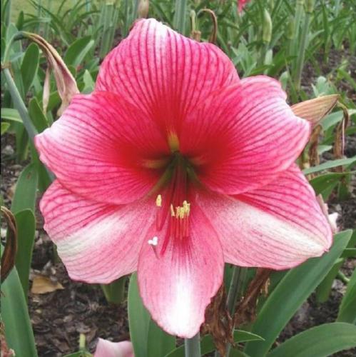 Grantly - pink - dark face - single - Maguire  hippeastrum