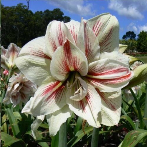 Greatness - white - dark stripe - vittatum type - double - Maguire  hippeastrum
