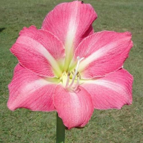 Grenada Pink - light midribs - single - Maguire  hippeastrum