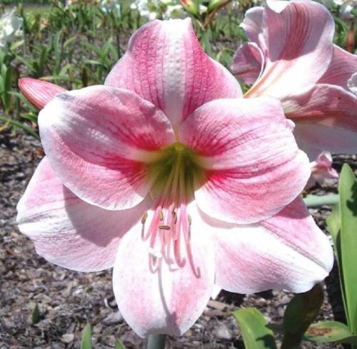 Gretel's Gem - single - pink - whiskers - Maguire  hippeastrum