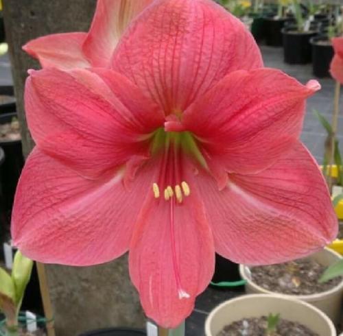 Guyra - watermelon pink - single - Maguire  hippeastrum