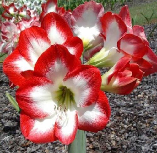 Handy Andy - Red out - white in - single - Maguire  hippeastrum