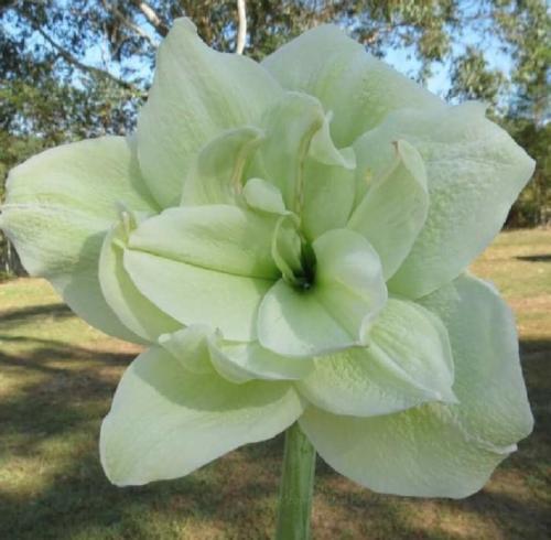 Happy Anniversary - lime - double - Maguire  hippeastrum