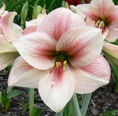 Harbour Lights - single - pastel pink - dark throat - Maguire  hippeastrum