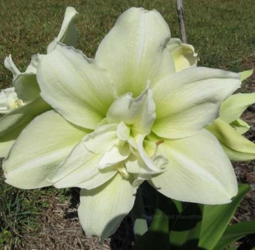 Hazel Florence - lime double - Maguire  hippeastrum