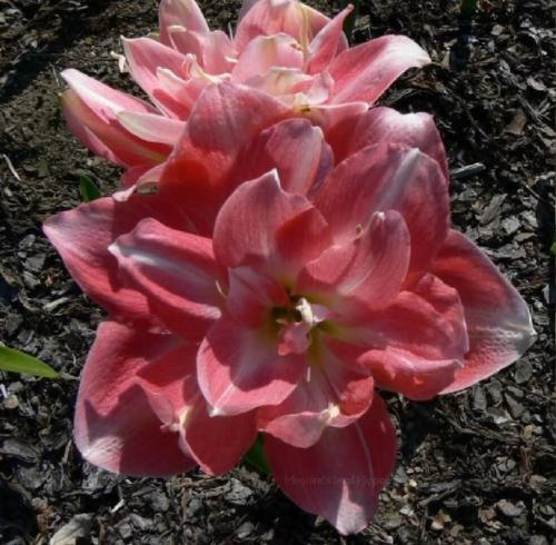 Hear the Angels - pink & light - double  - Maguire  hippeastrum