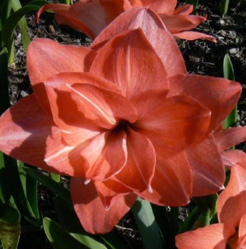 Heavenly Chimes - apricot - double - Maguire  hippeastrum