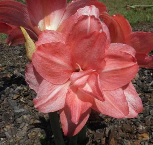 Heavenly Gift - pastel apricot - double - Maguire  hippeastrum