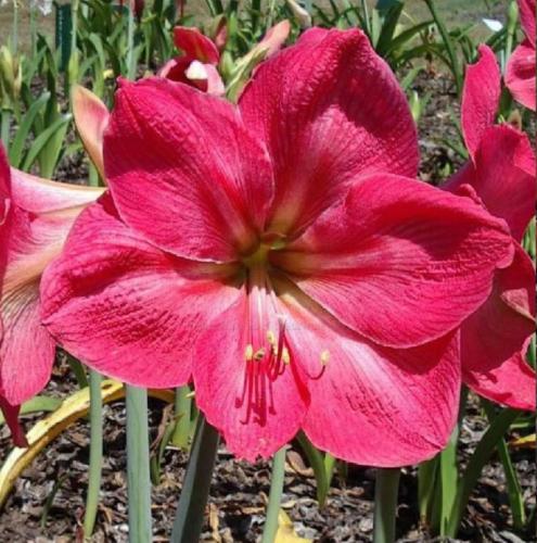 Heidi Holbryck - solid pink - single  - Maguire  hippeastrum