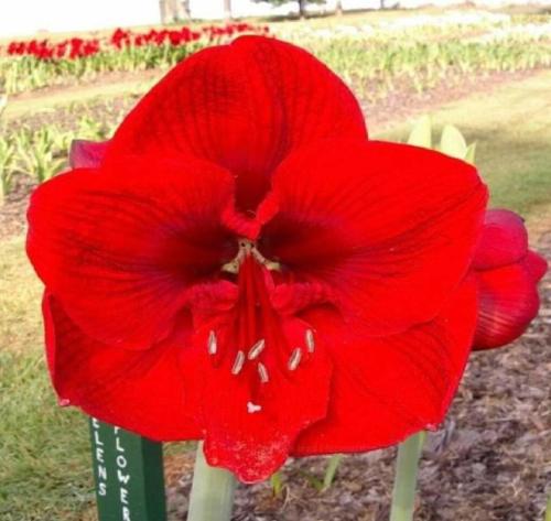 Helen's Flower - single - red & dark - frilly petals  - Maguire  hippeastrum