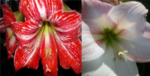 Hippe seeds red white stripe X appleblossom