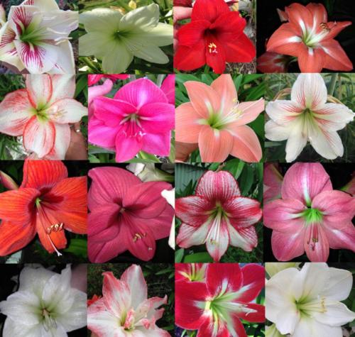 Hippeastrum Flower varieties, Selfed not Crossed mix -