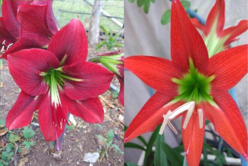 Hippeastrum Papilo purple X Aulicum Mandonii