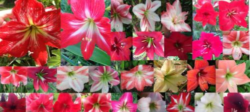 Hippeastrum Red White Stripe X Mixed colour pollen