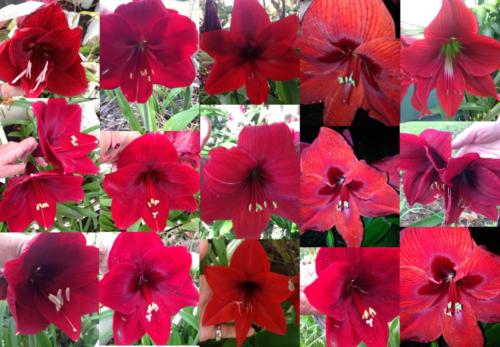 Hippeastrum mix darkest black red