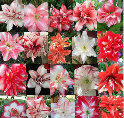 Hippeastrum mix doubles