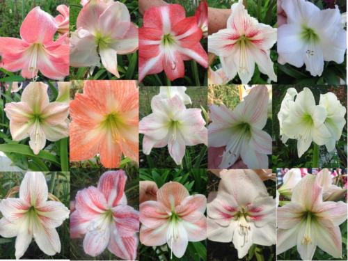 Hippeastrum mix pale colours