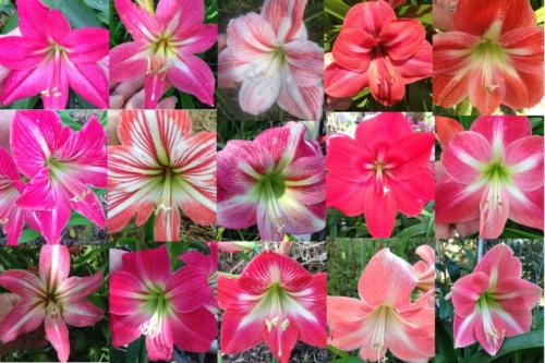 Hippeastrum mix pink