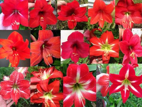 Hippeastrum mix red