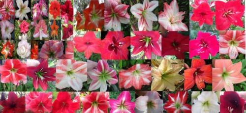 Hippeastrum single Crosses mix No 1