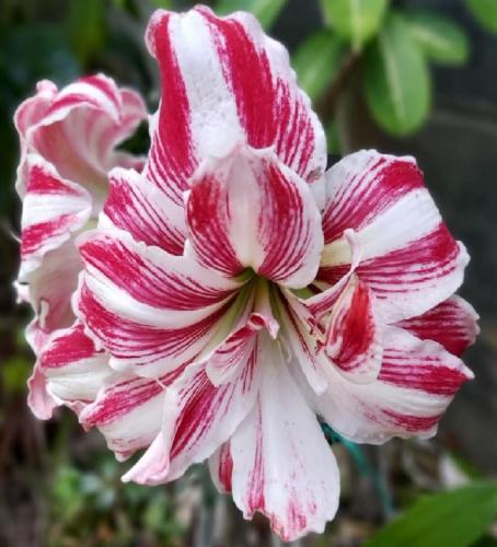 Hot Danish - Double - Hippeastrum raspberry - white - stripes - Photo courtesy of Annette Owen..