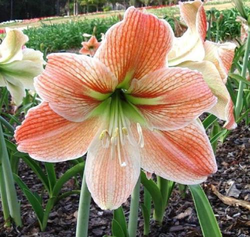 Inca Gold - single - Apricot scales - stripes - whiskers - pale star center - Maguire Hippeastrum