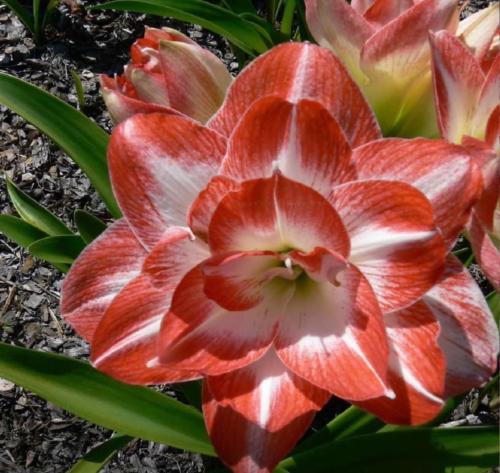 Just Wonderful - Double - orange out - light in - Maguire Hippeastrum