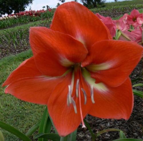 Karen Ann - - single - orange red - light star center - Maguire Hippeastrum