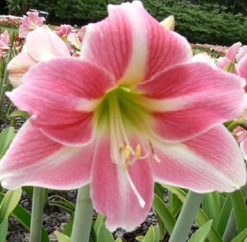 Cascade - pink - light - white midribs lime center - single - Maguire  Hippeastrum