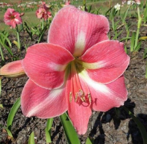 Keilmount Madonna - single - pink - light midrib - Maguire  Hippeastrum