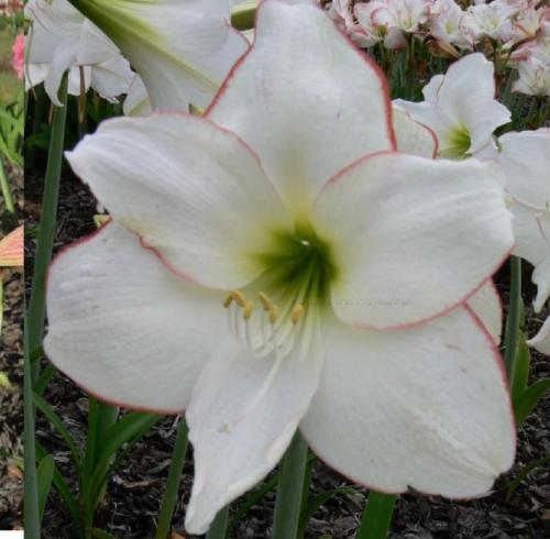 Keilmount Picotee - single - white - dark picotee edge - Maguire  Hippeastrum