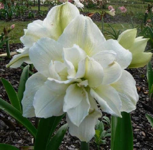 Keith Bush - double - lime - white - Maguire  Hippeastrum