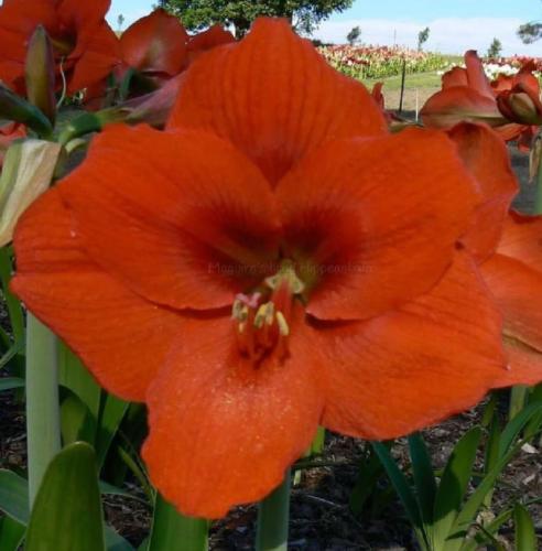 Kielmount Orange - single - Orange - dark throat - Maguire  Hippeastrum