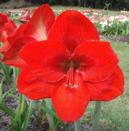 Kielmount Sunset - single - bright red - solid - Maguire  Hippeastrum