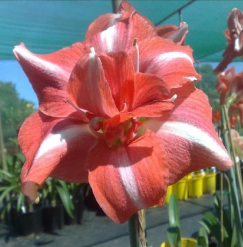 King of the Waltz - Maguire - double watermelon pink - light midrib - Maguire  Hippeastrum