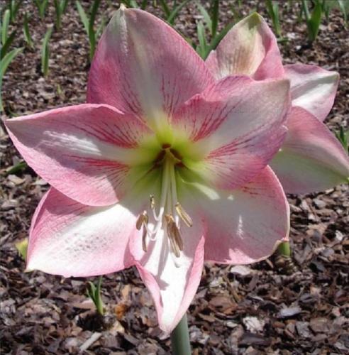 Kingaroy - single - pink - light midrib - Maguire  Hippeastrum