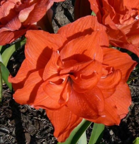 Lady Fatima - double - solid - orange - Maguire