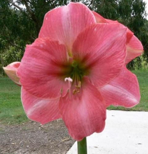 Lady Supreme - single - pink - Maguire hippeastrum