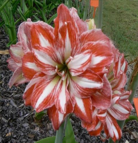 Laughing Eyes - Double - orange - white stripe - double - Maguire hippeastrum
