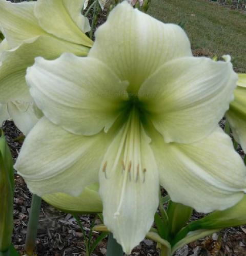Lemon Splendor - single - lime - green throat - Maguire hippeastrum 