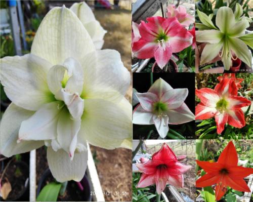 Lime Doubles hippeastrum, amaryllis seed mix