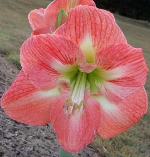 Loi's Magic - single - apricot pink out - pale star in - Maguire Hippeastrum