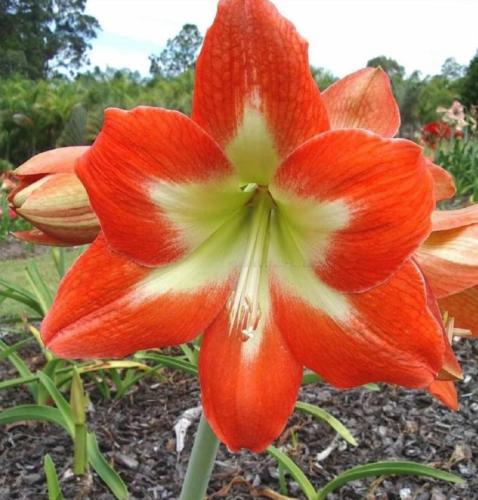 Lois - single - orange out - lemon in - Maguire Hippeastrum