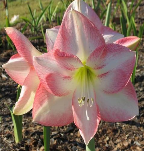 Lollipop - single - pale pink - white - lemon center -  - Maguire Hippeastrum