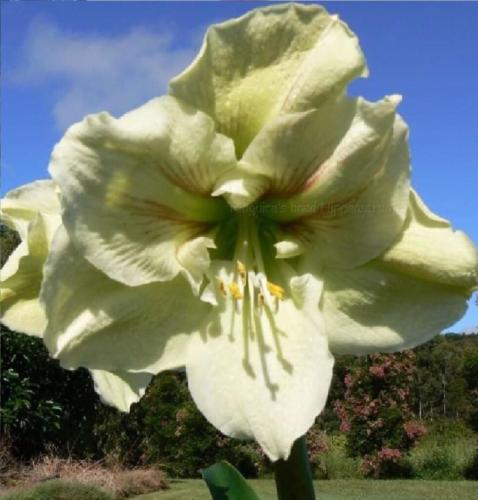 Lookitdat - single - lime - whiskers - Maguire Hippeastrum