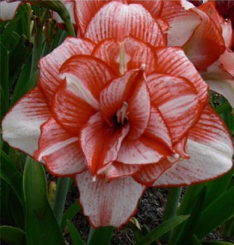 Lord Brett - Double -  red stripe - Maguire Hippeastrum